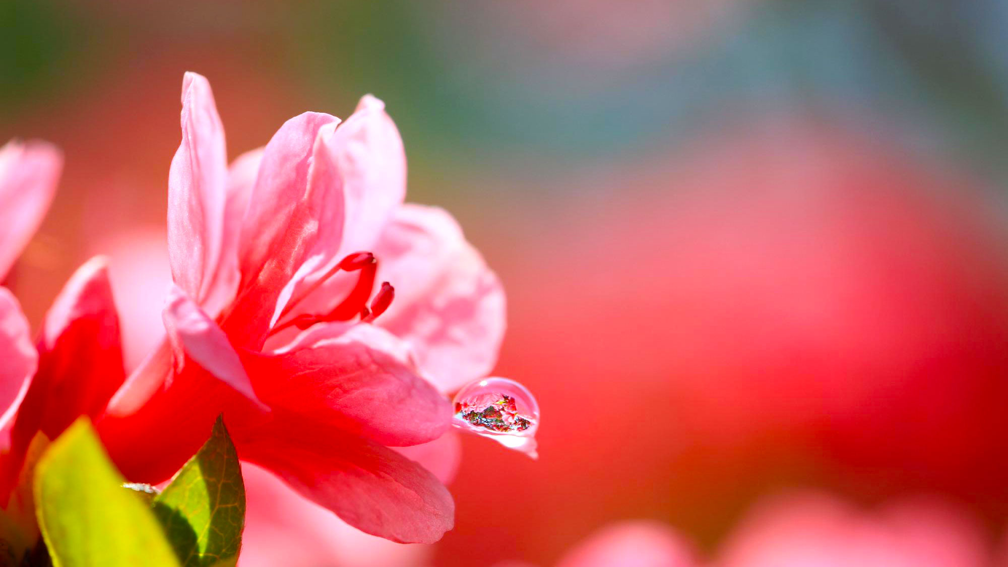 提供写真©44町の花 ツツジ