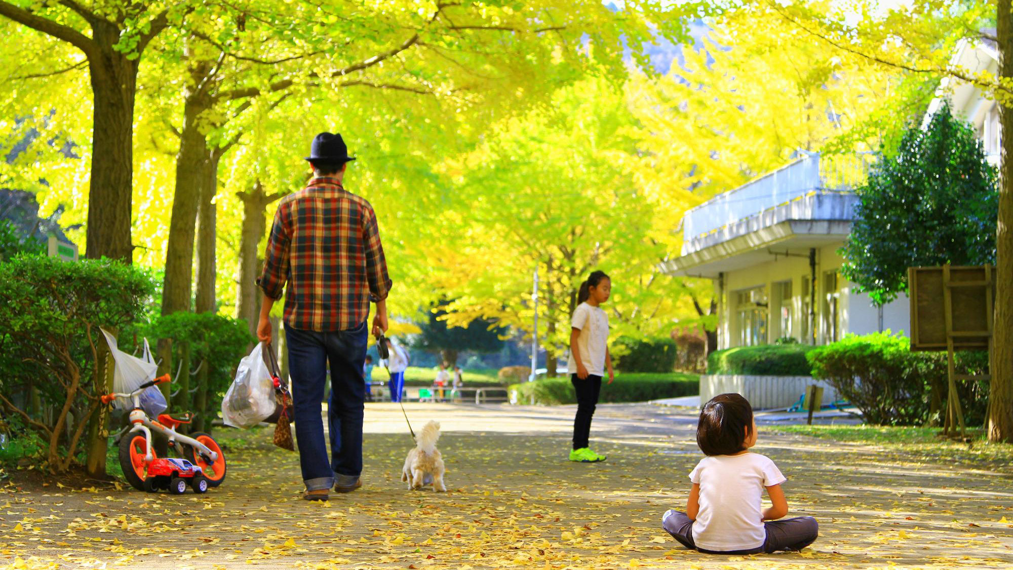 提供写真©47南郷公園のイチョウ並木
