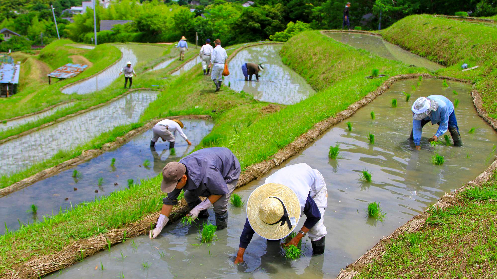 提供写真©61棚田